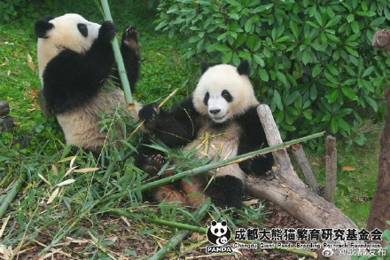 大熊猫北辰、北侠、家欣2岁生日快乐! 大熊猫北辰、北侠、家欣2岁生日快乐!