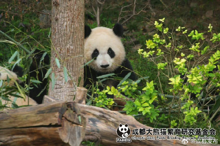 大熊猫北辰、北侠、家欣2岁生日快乐! 大熊猫北辰、北侠、家欣2岁生日快乐!