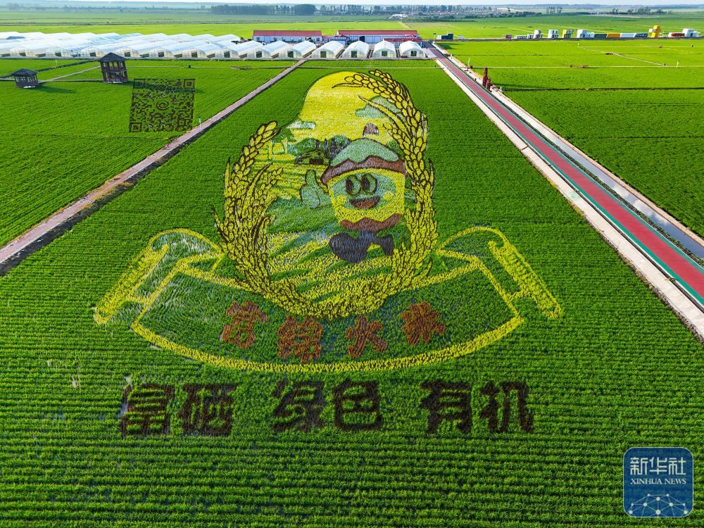 万亩水稻公园铺展壮美稻田画卷