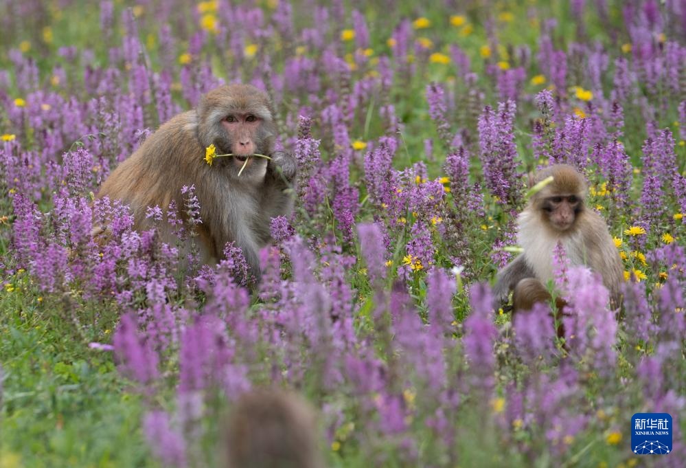 四川色达县：藏酋猴“遛娃”