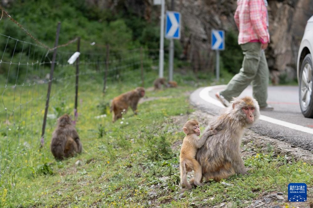 四川色达县：藏酋猴“遛娃”
