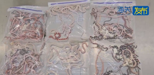 男子裤子里装104条活体蛇！网友惊呆: 欧阳锋都不敢……