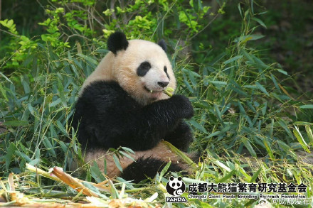 大熊猫北辰、北侠、家欣2岁生日快乐! 大熊猫北辰、北侠、家欣2岁生日快乐!