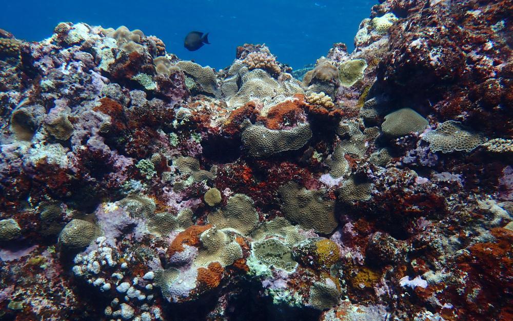 镜头下的黄岩岛 每一帧都是壁纸 镜头下的黄岩岛 每一帧都是壁纸