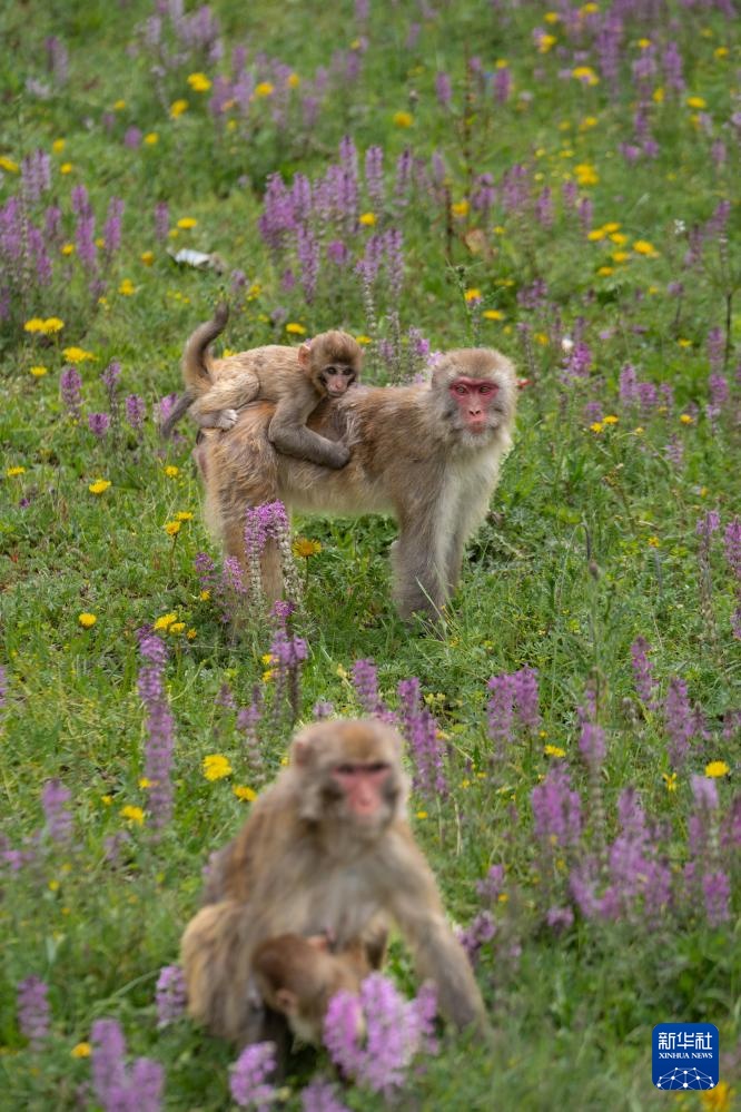 四川色达县：藏酋猴“遛娃”