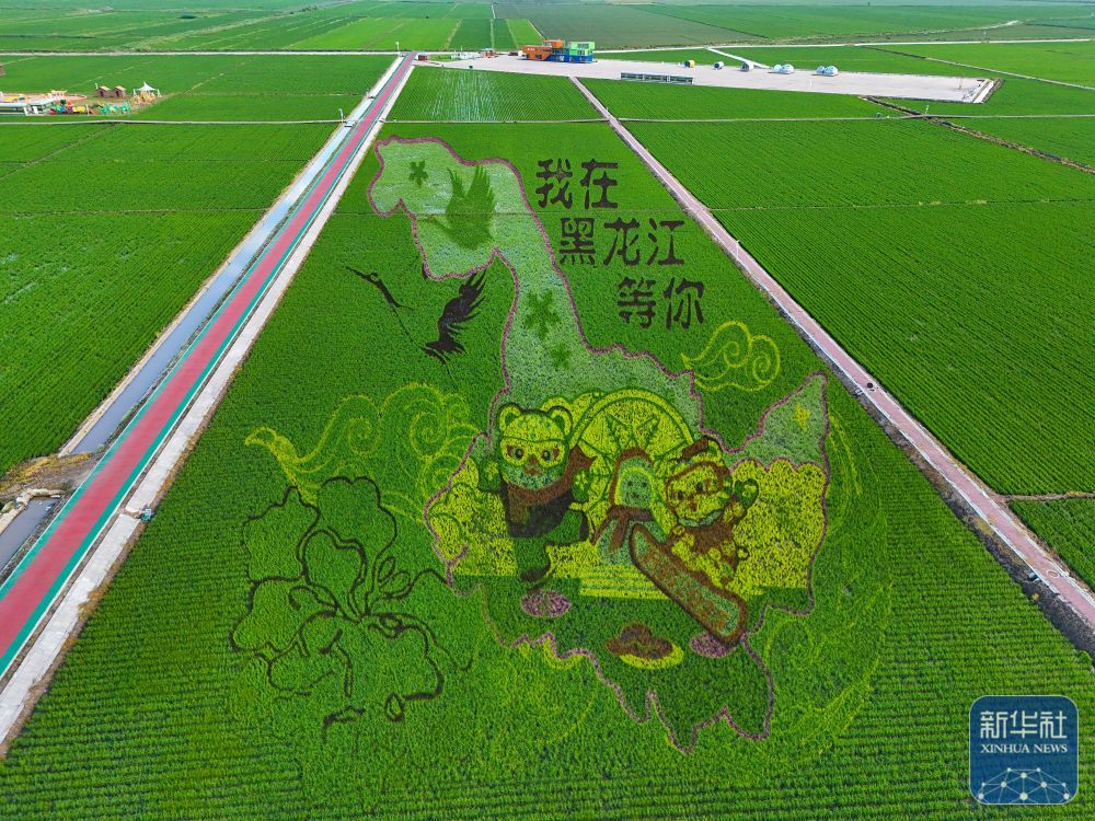 万亩水稻公园铺展壮美稻田画卷