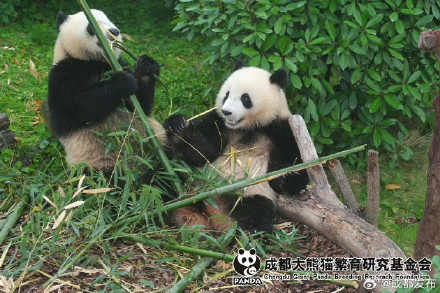 大熊猫北辰、北侠、家欣2岁生日快乐! 大熊猫北辰、北侠、家欣2岁生日快乐!