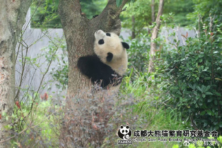 大熊猫北辰、北侠、家欣2岁生日快乐! 大熊猫北辰、北侠、家欣2岁生日快乐!