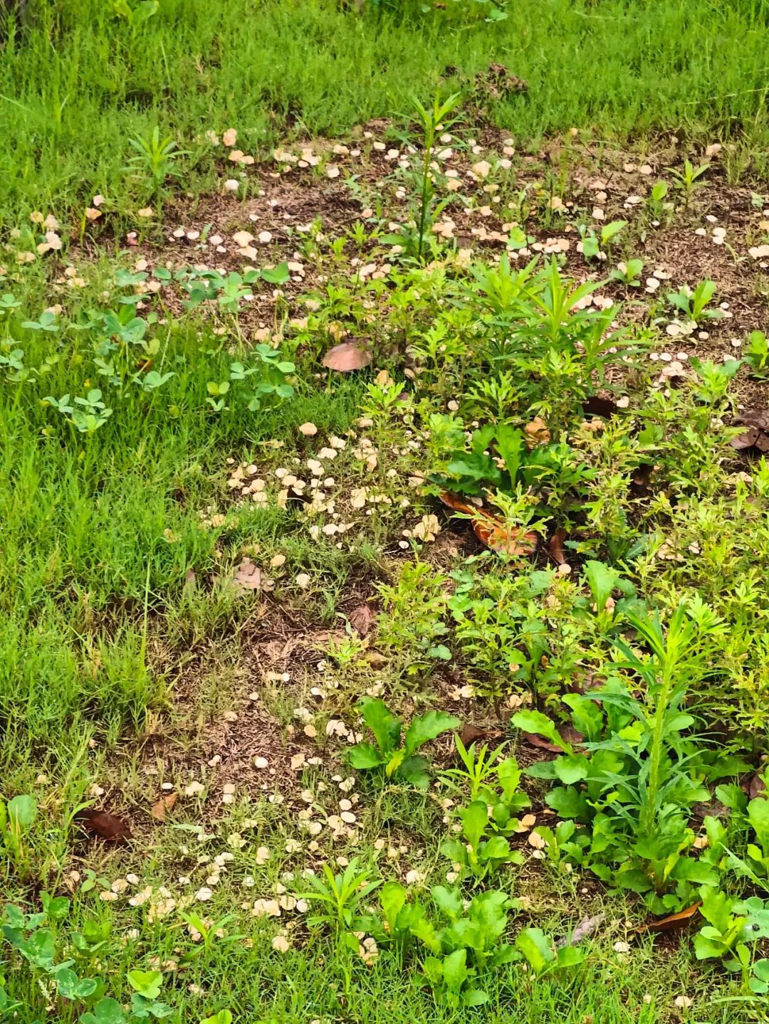 稀奇!阜阳这里长出野生菌,白杆杆?不要摘!不要吃! 稀奇!阜阳这里长出野生菌,白杆杆?不要摘!不要吃!