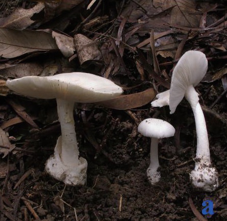 稀奇!阜阳这里长出野生菌,白杆杆?不要摘!不要吃! 稀奇!阜阳这里长出野生菌,白杆杆?不要摘!不要吃!