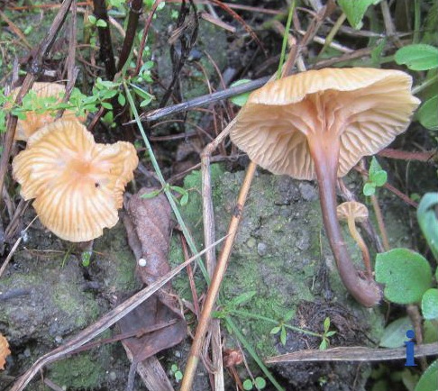 稀奇!阜阳这里长出野生菌,白杆杆?不要摘!不要吃! 稀奇!阜阳这里长出野生菌,白杆杆?不要摘!不要吃!