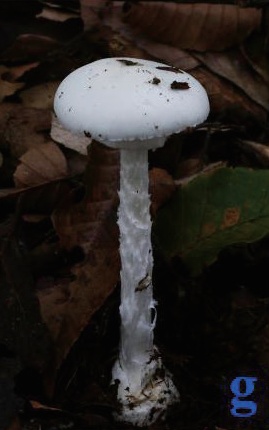 稀奇!阜阳这里长出野生菌,白杆杆?不要摘!不要吃! 稀奇!阜阳这里长出野生菌,白杆杆?不要摘!不要吃!