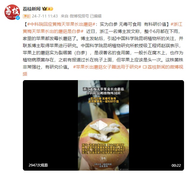 中科院回应黄梅天苹果长出蘑菇：实为白参 无毒可食用 有科研价值
