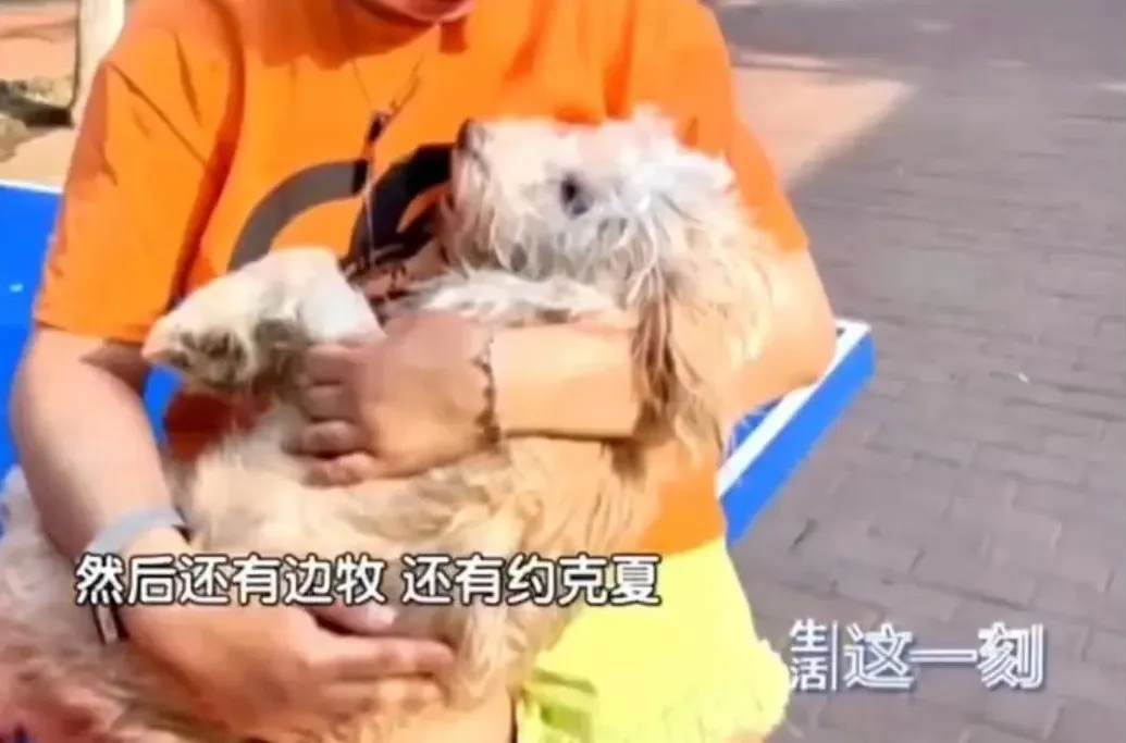 一小区20多只宠物狗被毒死!网友吵翻了… 一小区20多只宠物狗被毒死!网友吵翻了…