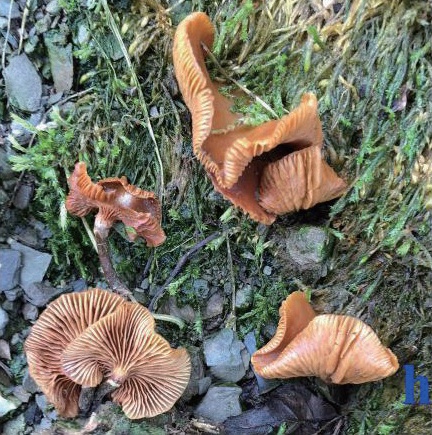 稀奇!阜阳这里长出野生菌,白杆杆?不要摘!不要吃! 稀奇!阜阳这里长出野生菌,白杆杆?不要摘!不要吃!