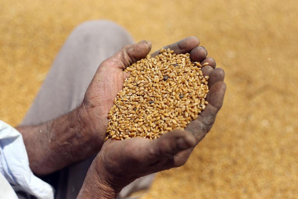 大饼涨价一毛五 埃及社会抖三抖 大饼涨价一毛五 埃及社会抖三抖