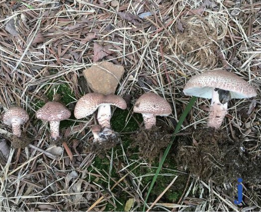 稀奇!阜阳这里长出野生菌,白杆杆?不要摘!不要吃! 稀奇!阜阳这里长出野生菌,白杆杆?不要摘!不要吃!