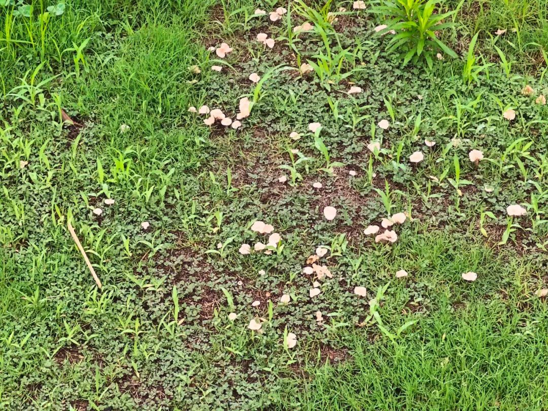 稀奇!阜阳这里长出野生菌,白杆杆?不要摘!不要吃! 稀奇!阜阳这里长出野生菌,白杆杆?不要摘!不要吃!