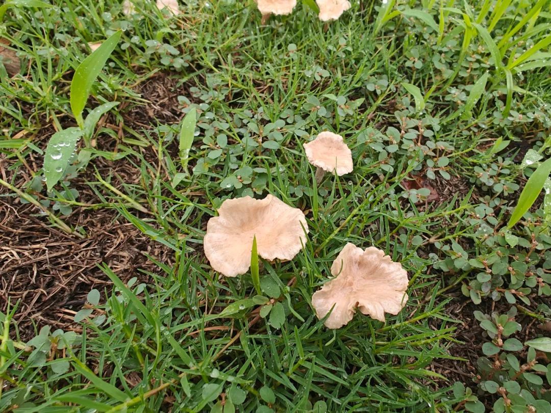 稀奇!阜阳这里长出野生菌,白杆杆?不要摘!不要吃! 稀奇!阜阳这里长出野生菌,白杆杆?不要摘!不要吃!