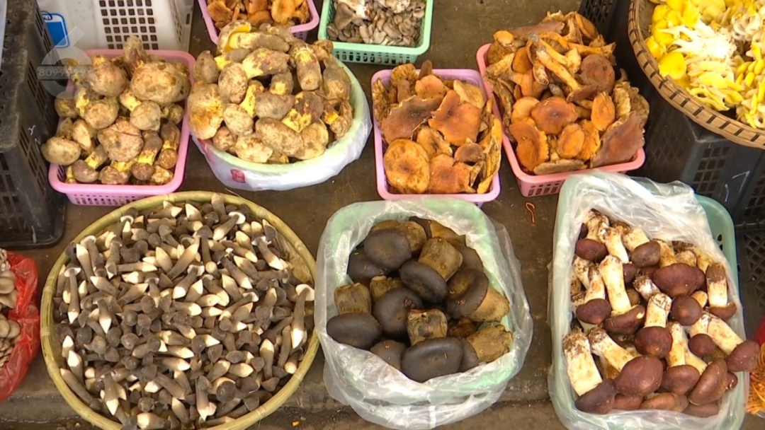 “怎么把我弄到云南来的?”北京阿姨食用昆明友人送的“见手青”,紧急转院…… “怎么把我弄到云南来的?”北京阿姨食用昆明友人送的“见手青”,紧急转院……