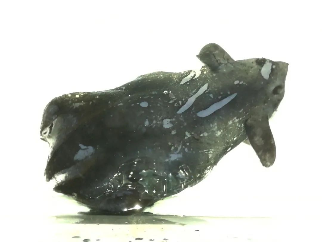 发现新物种! 发现新物种!