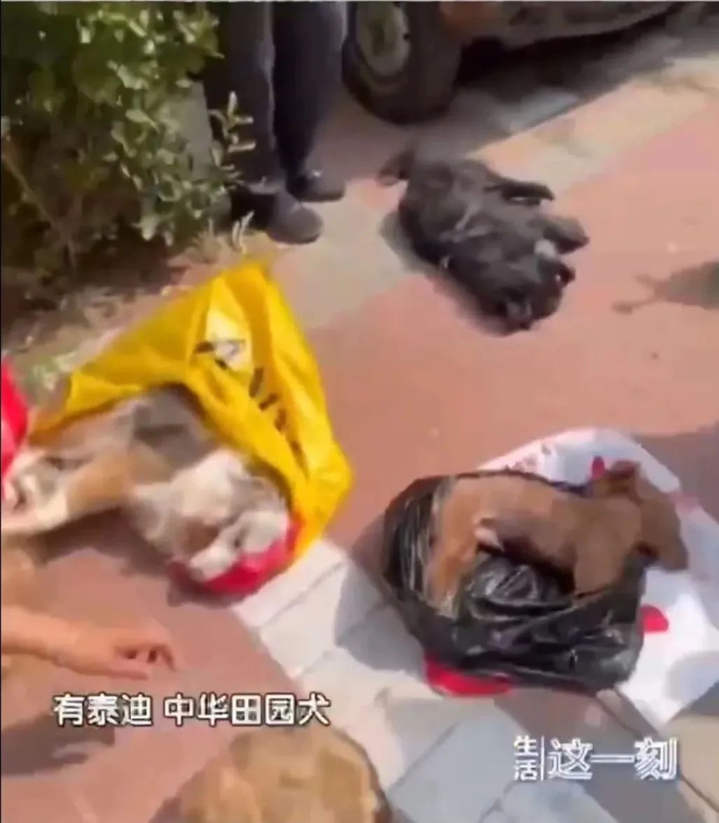 一小区20多只宠物狗被毒死!网友吵翻了… 一小区20多只宠物狗被毒死!网友吵翻了…