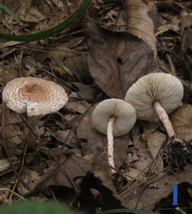 稀奇!阜阳这里长出野生菌,白杆杆?不要摘!不要吃! 稀奇!阜阳这里长出野生菌,白杆杆?不要摘!不要吃!