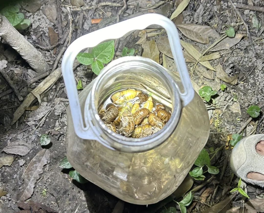 价格大跌！90元一斤！网友吵翻：想吃却不敢...