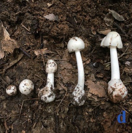 稀奇!阜阳这里长出野生菌,白杆杆?不要摘!不要吃! 稀奇!阜阳这里长出野生菌,白杆杆?不要摘!不要吃!