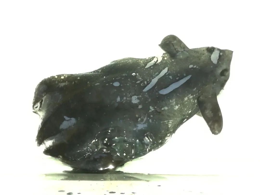 中国科学家发现新物种! 中国科学家发现新物种!