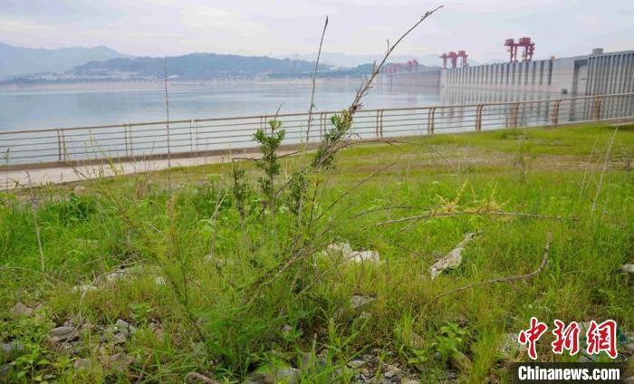 三峡库区疏花水柏枝抗逆性生态试验成功