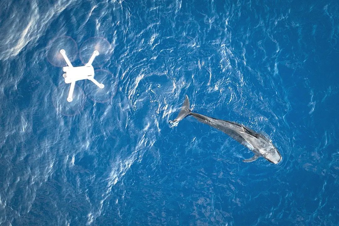 除了寻找“海棠”，我们还在寻找什么？