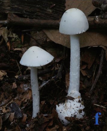 稀奇!阜阳这里长出野生菌,白杆杆?不要摘!不要吃! 稀奇!阜阳这里长出野生菌,白杆杆?不要摘!不要吃!