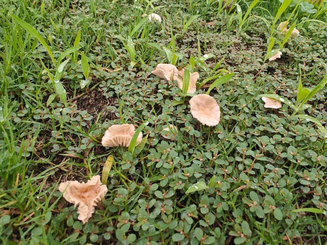 稀奇!阜阳这里长出野生菌,白杆杆?不要摘!不要吃! 稀奇!阜阳这里长出野生菌,白杆杆?不要摘!不要吃!