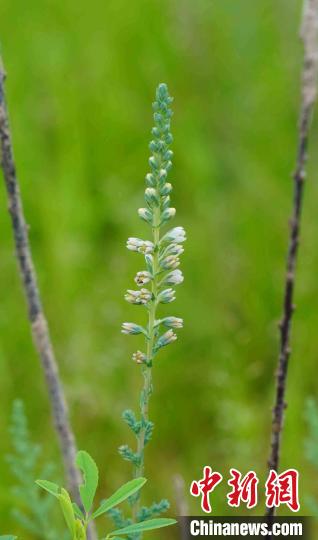 三峡库区疏花水柏枝抗逆性生态试验成功