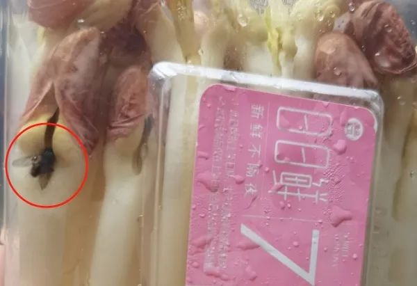 上海消费者崩溃：盒马“日日鲜”花生芽里，“趴”着2只苍蝇？