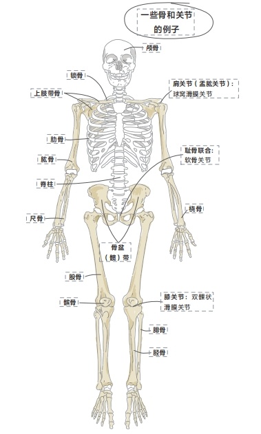 蝌学荐书 | 如果你也为理科学习所困扰，这套帮助数百万人的图解学科系列一定要看！