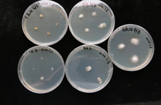 梅雨不断,苹果里长出了蘑菇?有人求购后尝了一口... 梅雨不断,苹果里长出了蘑菇?有人求购后尝了一口...