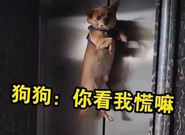 轿车用铁链拴狗一路拖行，当事人回应