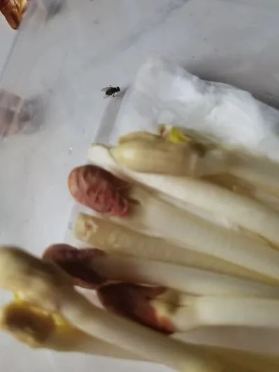 上海消费者崩溃：盒马“日日鲜”花生芽里，“趴”着2只苍蝇？