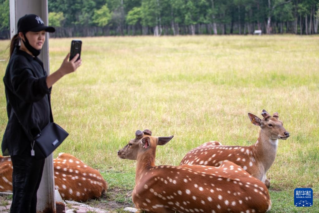 以林兴旅 “中国林都”迎来夏季旅游高峰 以林兴旅 “中国林都”迎来夏季旅游高峰
