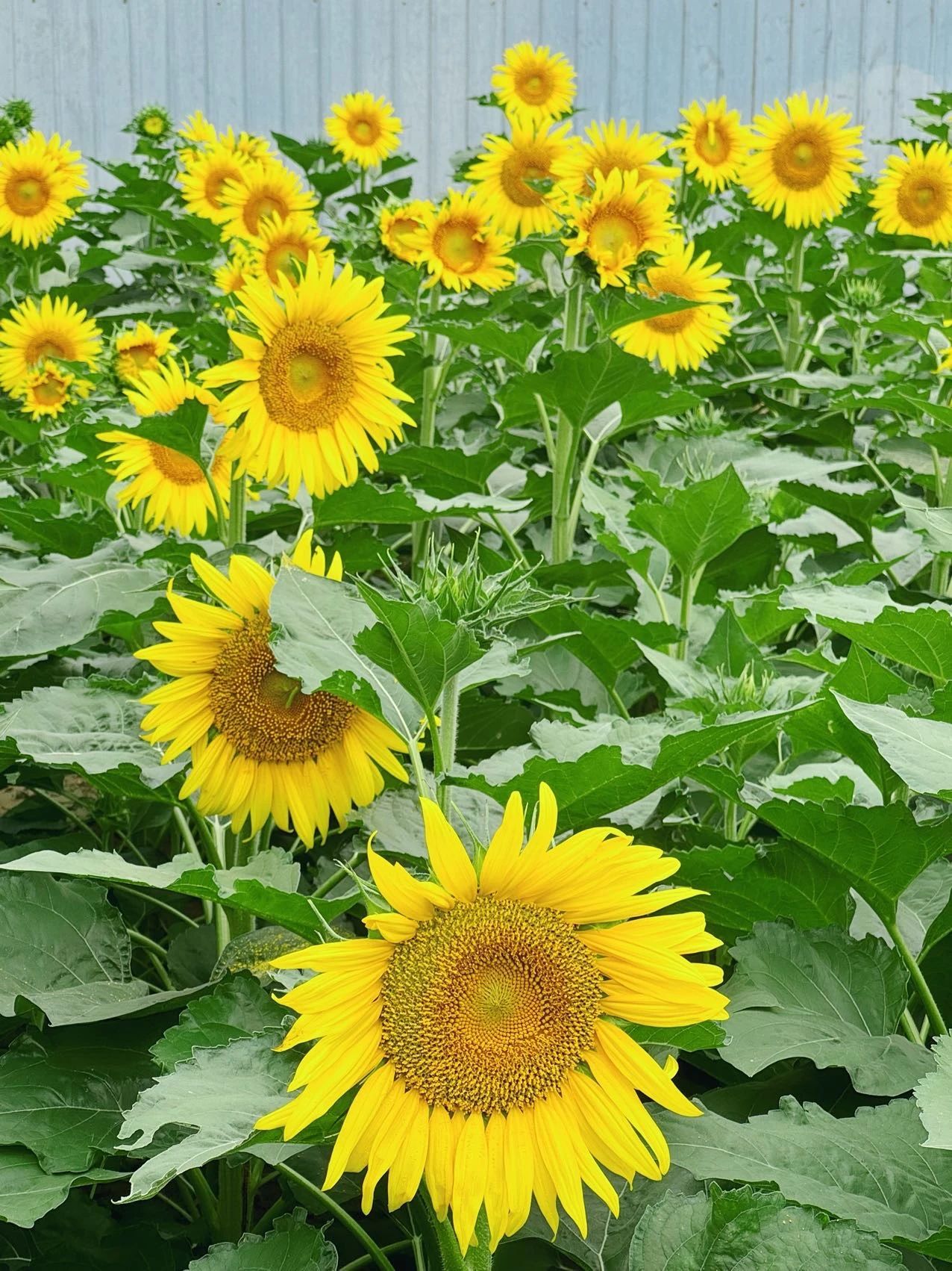 镜头下的北京科学中心 | 向日葵 镜头下的北京科学中心 | 向日葵