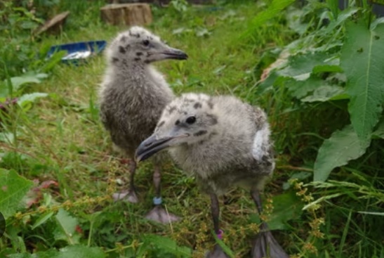 英高校研究：即便从小用人类食物喂养，银鸥长大后仍偏爱海鲜