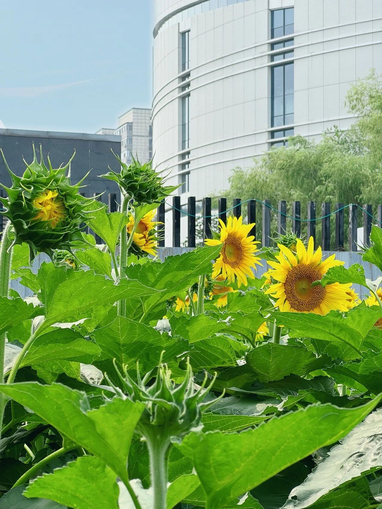 镜头下的北京科学中心 | 向日葵 镜头下的北京科学中心 | 向日葵