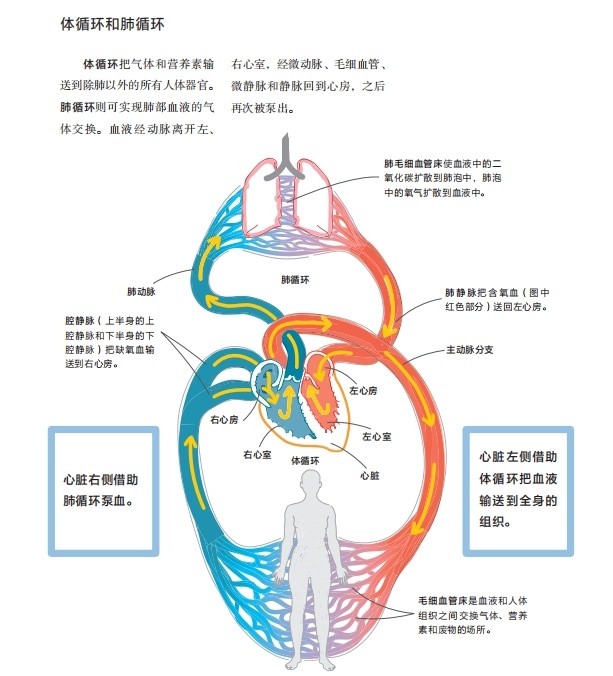 蝌学荐书 | 如果你也为理科学习所困扰，这套帮助数百万人的图解学科系列一定要看！