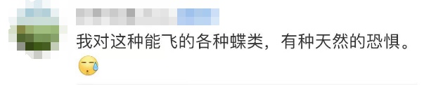 这一幕奇观冲上热搜!上亿只蝴蝶齐飞,真的不是特效... 这一幕奇观冲上热搜!上亿只蝴蝶齐飞,真的不是特效...