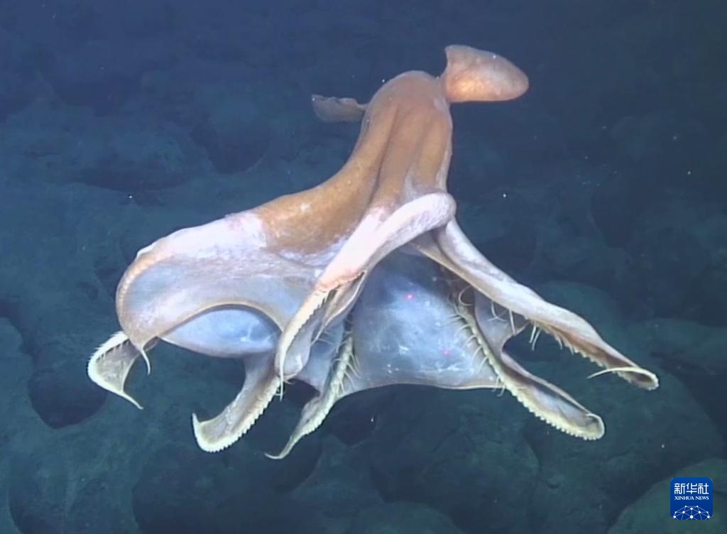 新华全媒+|“大西洋底来的人”：揭秘中国大洋83航次