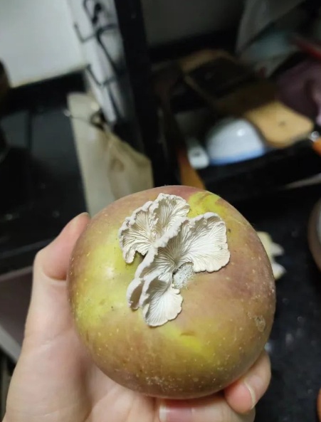 梅雨不断,苹果里长出了蘑菇?有人求购后尝了一口... 梅雨不断,苹果里长出了蘑菇?有人求购后尝了一口...