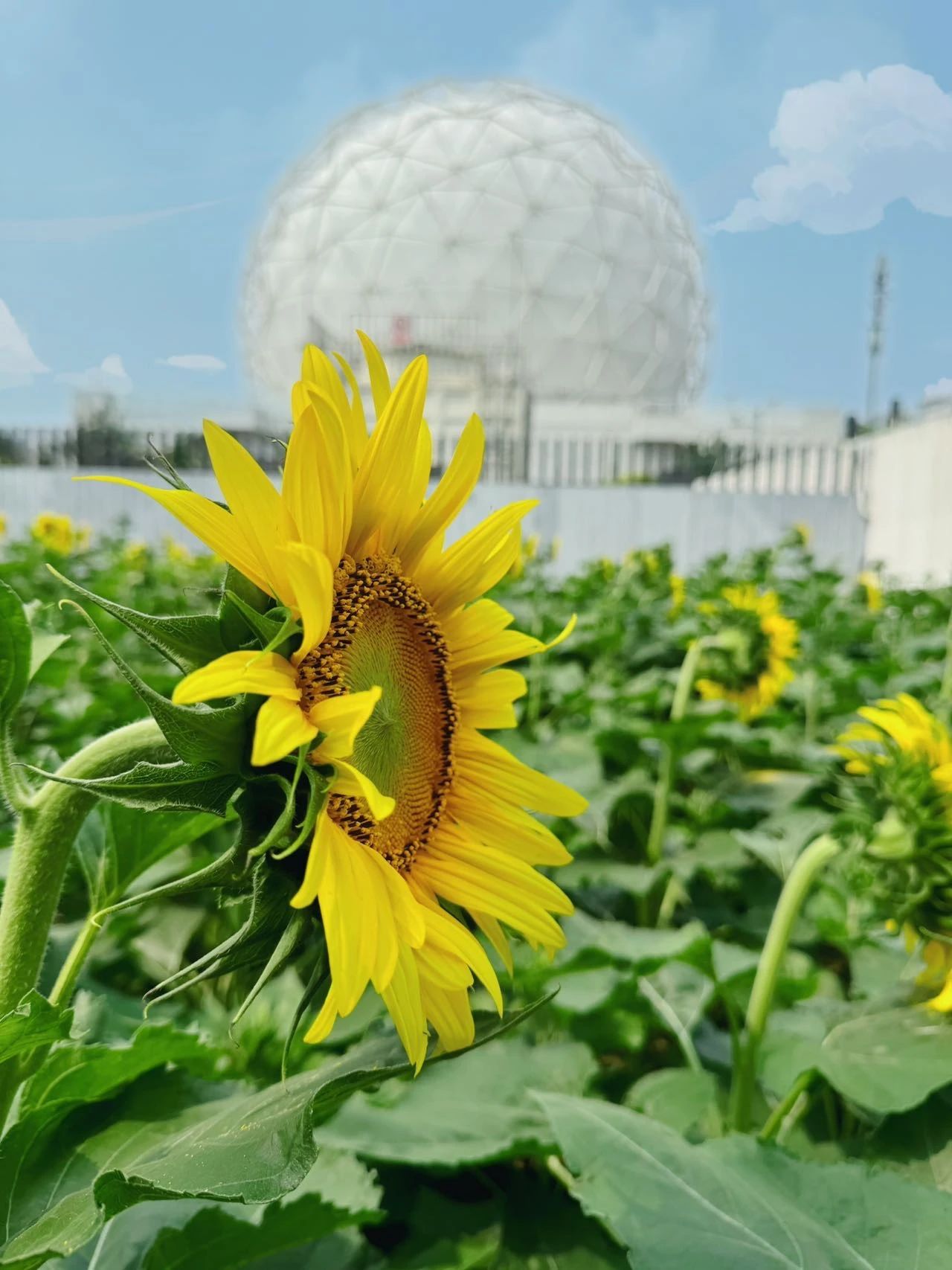 镜头下的北京科学中心 | 向日葵 镜头下的北京科学中心 | 向日葵