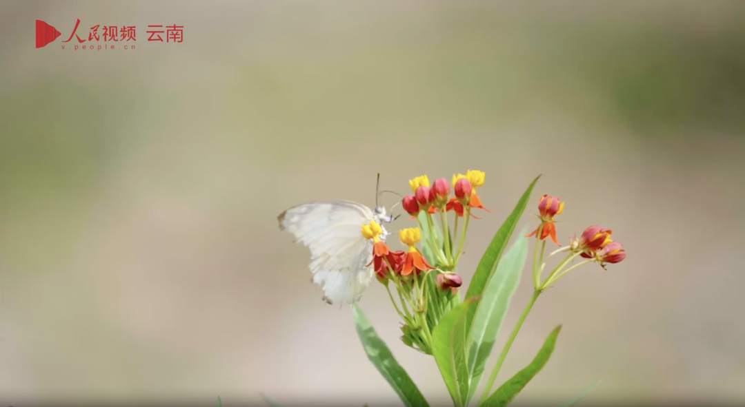 实景堪比特效！云南元江上亿蝴蝶大爆发